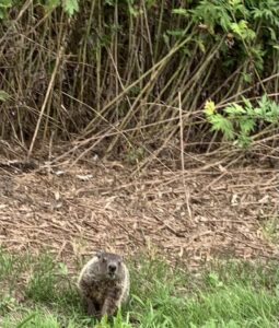 A groundhog in the grass at Great Kills Park. 