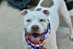 a brown and white dog available for adoption, being spotlighted here for National Dog Day