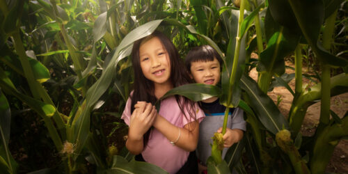 corn mazes near staten island