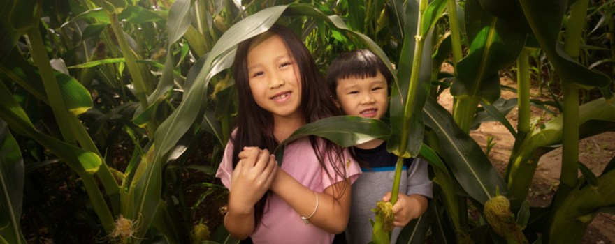 Corn Mazes Staten Island