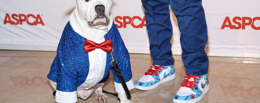 A white dog, who is ASPCA’s Dog of the Year, wearing a fancy blue tuxedo