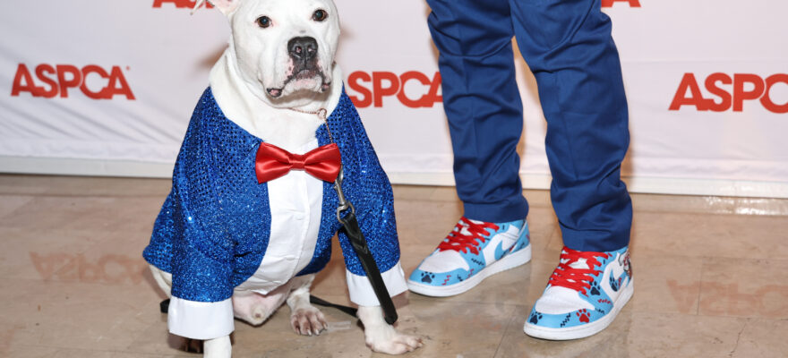 Meet the Amazing Cole: ASPCA’s Dog of the Year