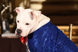 A white dog, who is ASPCA’s Dog of the Year, wearing a fancy blue tuxedo