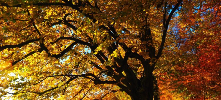 Where to Go Fall Leaf Peeping in Staten Island, NYC and Hudson Valley