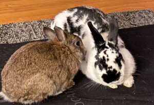 two pet rabbits relaxing together