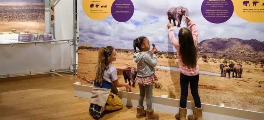 Celebration of Elephants: A Must-see New Exhibit at the American Museum of Natural History