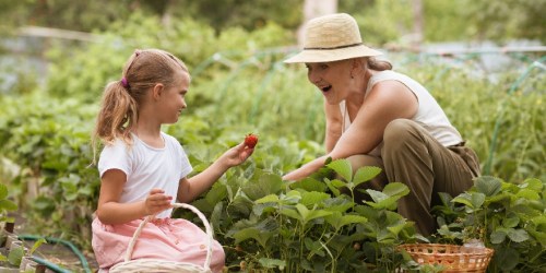 Go strawberry picking near Staten Island.