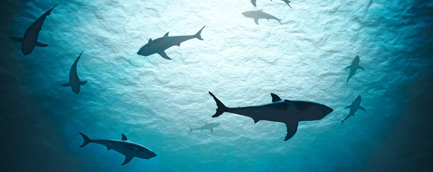 Shark Week