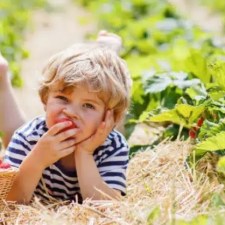 The Ultimate Guide to Pick Your Own Farms