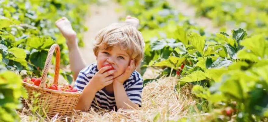 The Ultimate Guide to Pick-Your-Own Farms