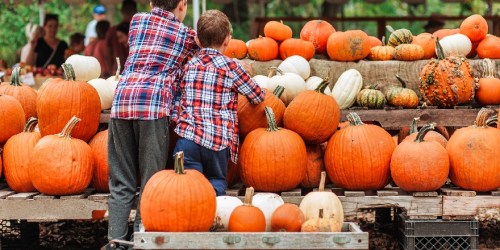 Pumpkin Picking