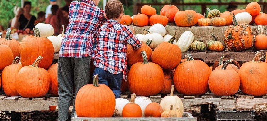 Where to Go Pumpkin Picking in Staten Island & NJ
