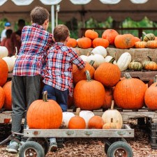 Pumpkin Picking