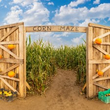 Corn Mazes