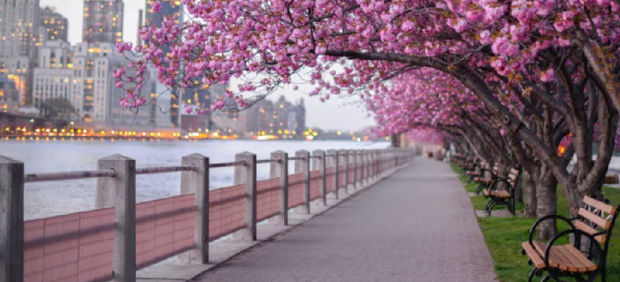 Where to See Cherry Blossoms in New York City