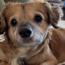 Tiki Has Been Adopted! TikTok Foster Dog Has a New Home!