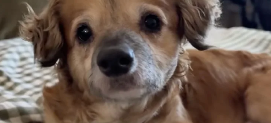 Tiki Has Been Adopted! Everyone’s Favorite TikTok Foster Dog Has a New Home