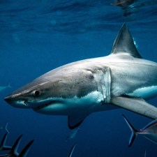 Shark Week 2025