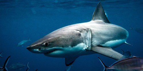Shark Week 2025