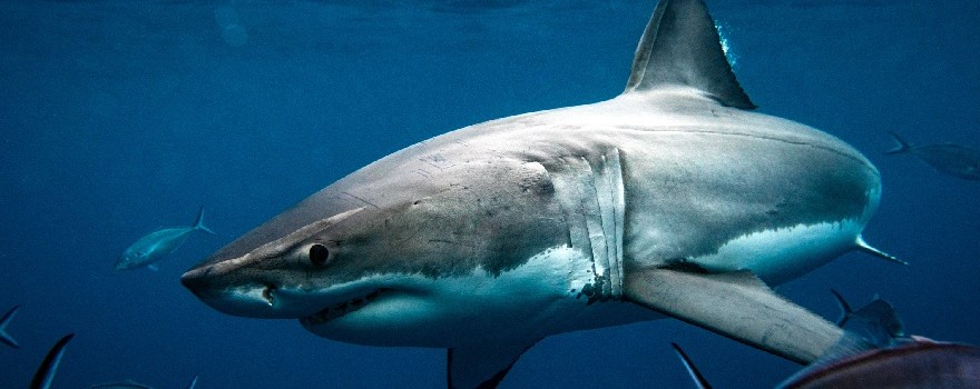Shark Week 2025