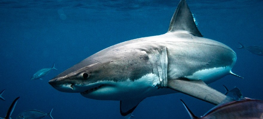FINally! Shark Week 2025