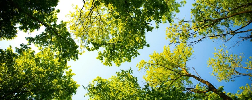 upgrades to parks and cultural institutions in staten island