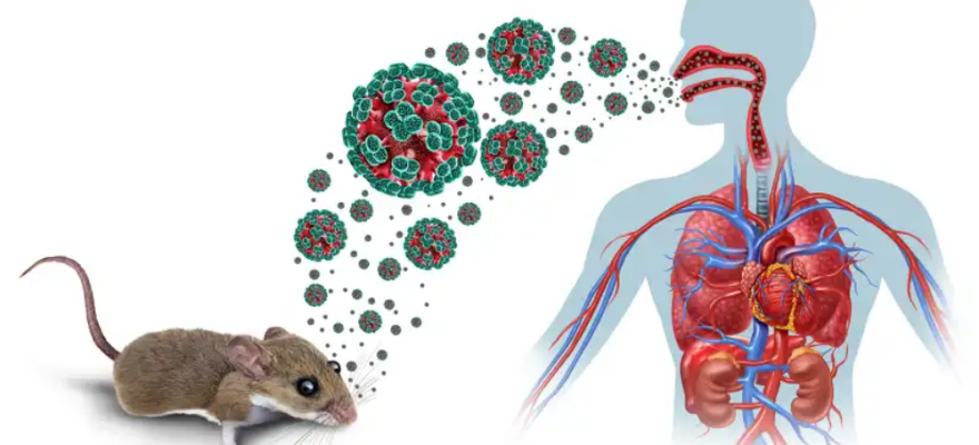 What NY Families Need to Know About the Hantavirus Outbreak